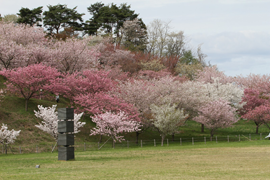 日本国花苑(井川町)